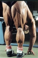 Biceps (dublu-cap) mușchi coapsei