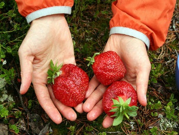 Plan de afaceri pentru cultivarea căpșunilor