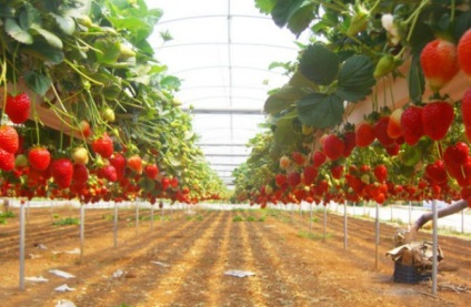 Plan de afaceri pentru cultivarea căpșunilor