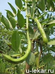 Legume fasole