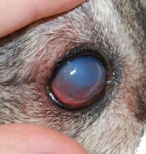 Boli ale ochilor la câini simptome, cauze, tratamentul bolilor oculare la câini, departamentul oftalmologie