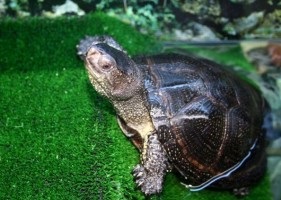 Tortă mlaștină - lumea țestoaselor