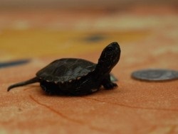 Mocsári teknős - a teknősök világa