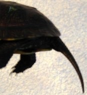 Tortă mlaștină - lumea țestoaselor