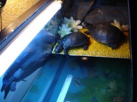 Mocsári teknős - a teknősök világa