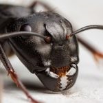 A bórsav a hangyák a lakásban egy recept a méreg