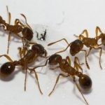 Acidul boric din furnici din apartament este o rețetă pentru otrăvire