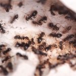 Acidul boric din furnici din apartament este o rețetă pentru otrăvire