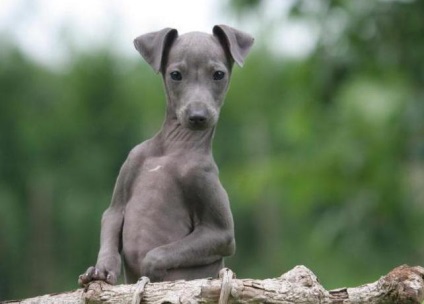 Greyhound Italiană, Greyhound Descriere, foto