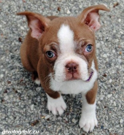 Boston Terrier Dog