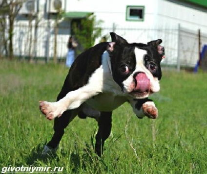 Boston Terrier kutya