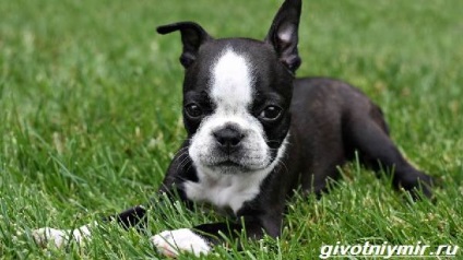 Boston Terrier Dog