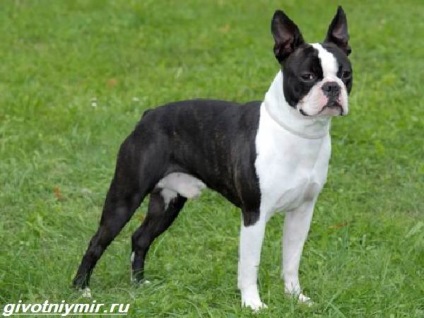 Boston Terrier kutya