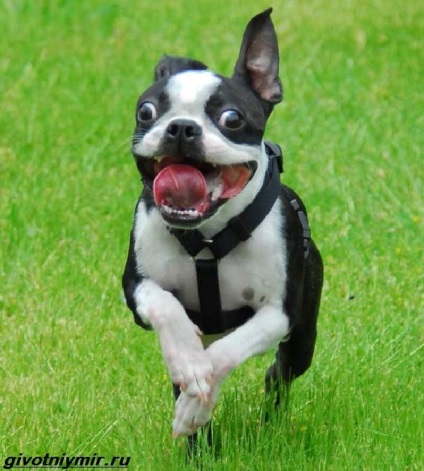 Boston Terrier Dog