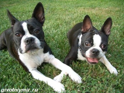 Boston Terrier Dog