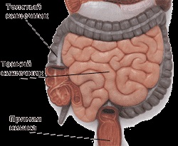 Cavitatea abdominală