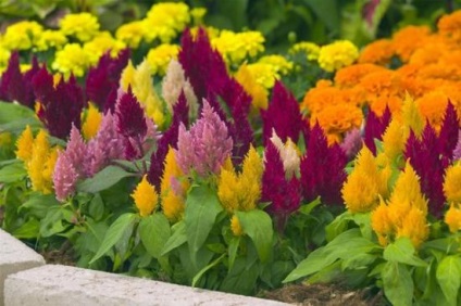 Cultivarea Celosia, regimul adecvat de îngrijire a îngrijirii