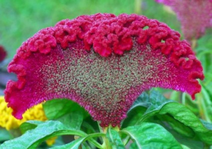 Cultivarea Celosia, regimul adecvat de îngrijire a îngrijirii