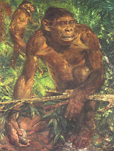 Homo erectus