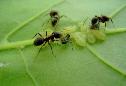Ce și cum să scoateți furnicile din casă, metode moderne
