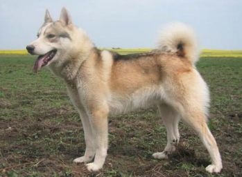 Ce să hrănești Laika Siberiană de Vest - rase de câini