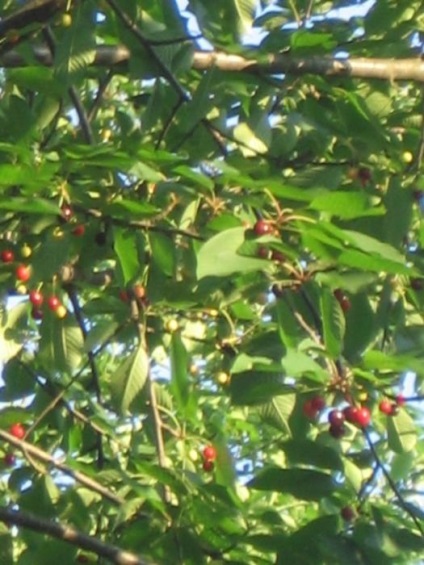 Ami egyedülálló a vörös madár cseresznye hasznos tulajdonságainak és a gyógynövény receptjeinek
