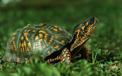 Țestoasele sunt reptile