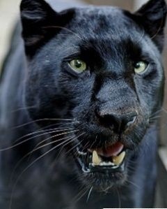 Black Panther - prădător întunecat al junglei - zooterritory