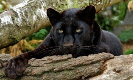 Black Panther - prădător întunecat al junglei - zooterritory