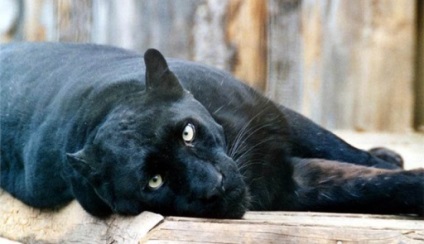 Black Panther - prădător întunecat al junglei - zooterritory