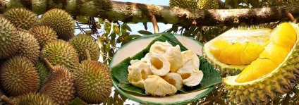 Ce este durian și care este caracteristica lui specială, pentru cei dragi și cei dragi - îngrijirea sănătății și a frumuseții