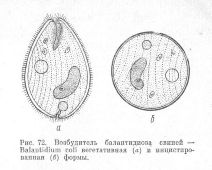 Balantidioza ciliatoză - boala porcilor