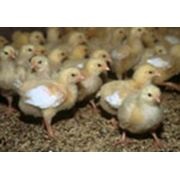Pui de ou în Bryukhovets (pui de găină) - Bryukhovets fermă de păsări, ooo on