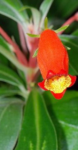 Descrierea camerei flori gesneria și înflorire în fotografie