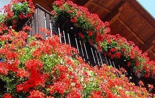 Flori pe balcoane