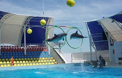 Dolphinarium 