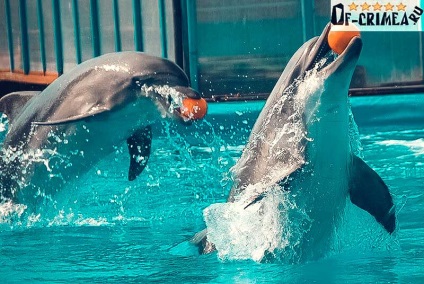 Dolphinarium în cocktail - prezentare foto și video despre performanțe, prețuri