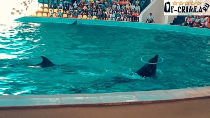 Dolphinarium în cocktail - prezentare foto și video despre performanțe, prețuri