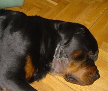 Dermatitis és ekcéma kutyákban
