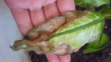 Dieffenbachia îngrijire, reproducere, transplant de flori la domiciliu