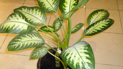 Dieffenbachia îngrijire, reproducere, transplant de flori la domiciliu