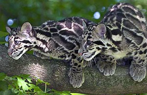 Füstös leopárd (neofelis nebulosa), füstös leopárd megjelenés területe színméret leopárd súly