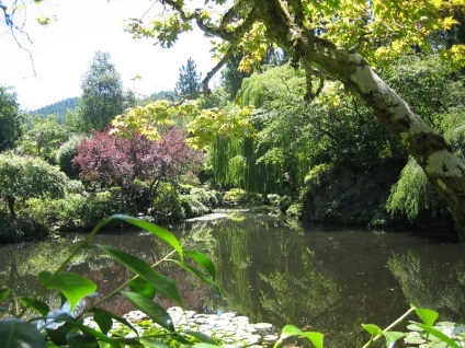 Dimorfoteka - plantare și îngrijire, fotografie, plantarea unei grădini