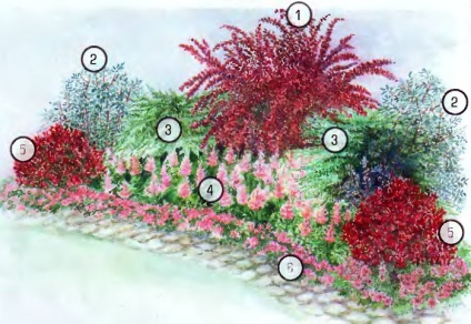 Dimorfoteka - ültetés és gondozás, fotó, kert ültetése