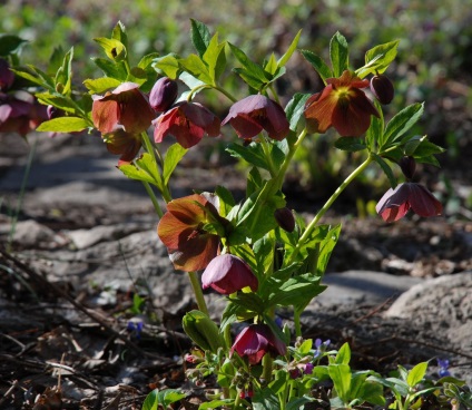 Dimorfoteka - plantare și îngrijire, fotografie, plantarea unei grădini