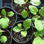 Dimorfoteka - plantare și îngrijire, fotografie, plantarea unei grădini