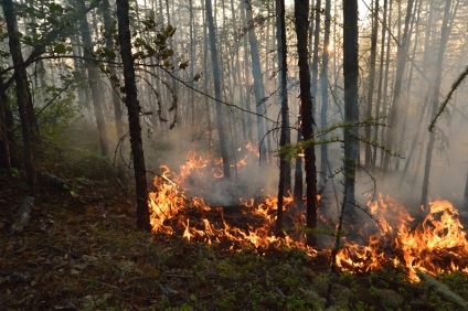 Casă lângă legea pădurilor asupra incendiilor, canal TV 360