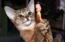 Донський сфінкс - унікальний і неповторний скіф з донських земель (сфінкс) Донський сфінкс - унікальний і неповторний скіф з донських земель