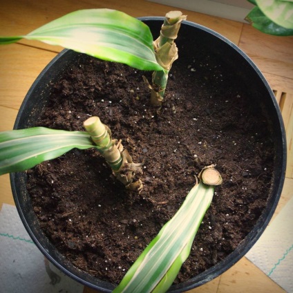 Dracaena parfumat (lămâie de var) de îngrijire, tăiere, înrădăcinarea cu fotografii