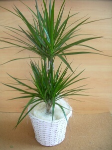 Dracaena - specia și îngrijirea 